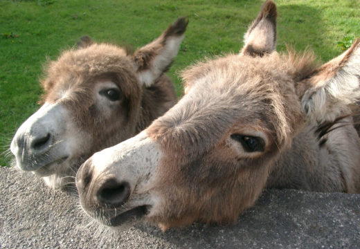Summer Half Term Fun At The Farm!